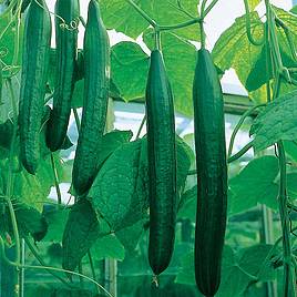 Cucumber Seeds - F1 Bella (All Female)