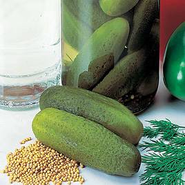 Cucumber Seeds - Venlo Pickling (Gherkin)