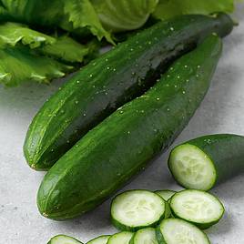 Cucumber Seeds - F1 Burpless Tasty Green