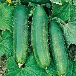 Cucumber Seeds - Bush Champion