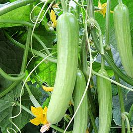 Cucumber Seeds - F1 Delistar