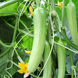 Cucumber F1 Delistar - Seeds