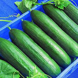 Cucumber (Organic) Seeds - F1 Paska