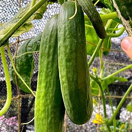 Cucumber Socrates (Grafted)