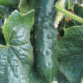 Cucumber Seeds - Marketmore