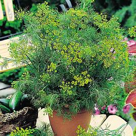Dill Herb - Seeds