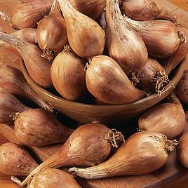 Shallot Griselle (Autumn)