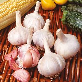 Garlic Flavor (Spring Planting)
