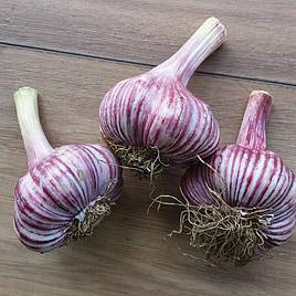 Garlic Rose Wight (Autumn Planting)