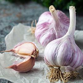 Garlic Plants - Caulk Wight