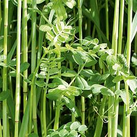 Green Manure Winter Mix - Seeds