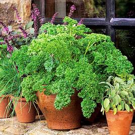 Parsley Seeds - Moss Curled 2