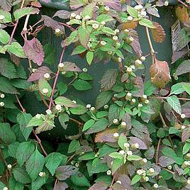 Aztec Sweet Herb Colada (Botanical Infusions Plants)
