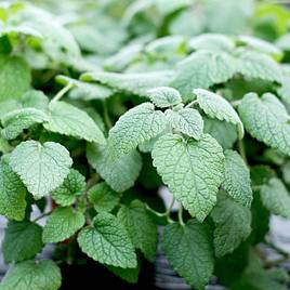 Lemon Balm Mandarina - Herb Seeds