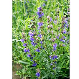 Hyssop Blue - Herb Seeds