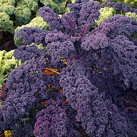 Kale Plants - Redbor