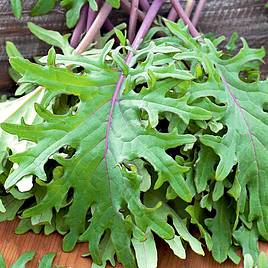 Kale Plug Plants - Red Russian