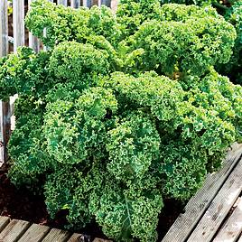 Kale Dwarf Green Curled