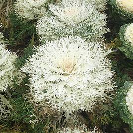 Kale (Borecole) Seeds - F1 Peacock White