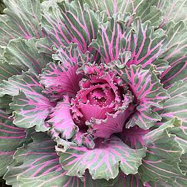 Kale Seeds - Buttonhole Starmaker