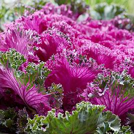 Kale Rainbow Candy Crush