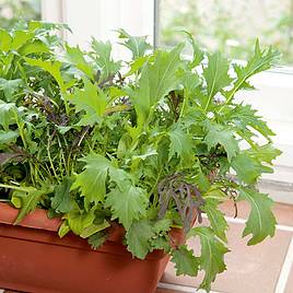 Leaf Salad Winter Mix - Speedy Veg Seeds