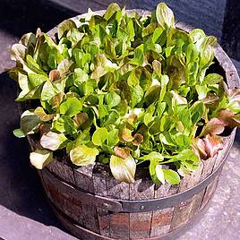 Lettuce Seeds - Cos Lettuce Mix
