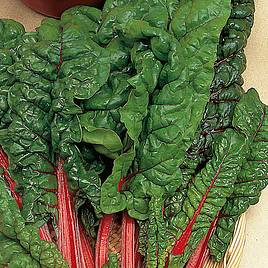 Beet (Leaf) Seeds - Rhubarb Chard