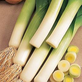 Leek Seeds - Lyon - Prizetaker