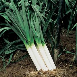 Leek Autumn Giant 3 Albana - Seeds