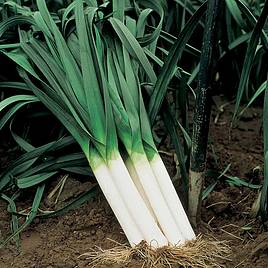 Leek Seeds - Autumn Giant 3 Albana