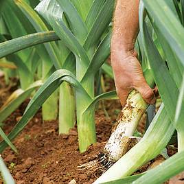 Leek Autumn Mixed