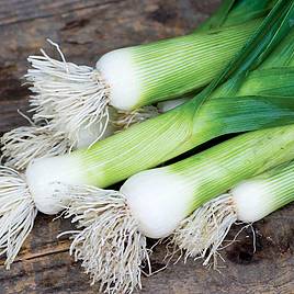 Leek Seeds - Chefs White