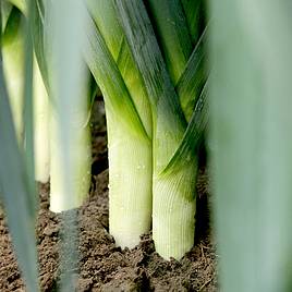 Leek Stromboli (F1)