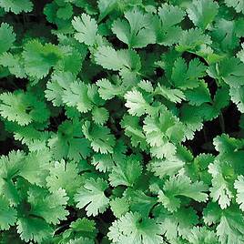 Lemon Coriander Herb - Seeds