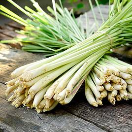 Lemon Grass - Herb Seeds