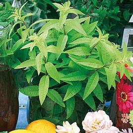 Lemon Verbena Freshman (Botanical Infusions Plants)