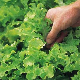 Lettuce Seeds - Salad Bowl