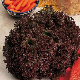 Lettuce Seeds - Lollo Rossa