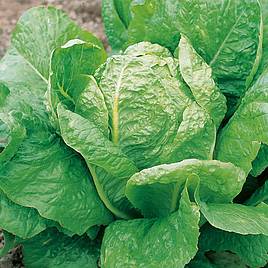 Lettuce Seeds - Lobjoits Green