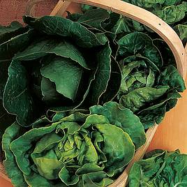 Lettuce Seeds - Mix