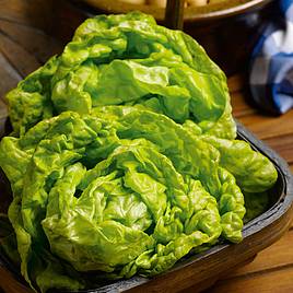 Lettuce Seeds - All The Year Round