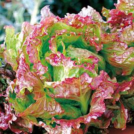 Lettuce Seeds - Rossa di Trento