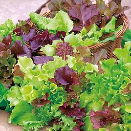 Lettuce (Organic) Seeds - Mix