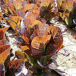 Lettuce Seeds - Dixter