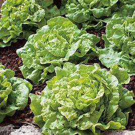 Lettuce Seeds - Tom Thumb
