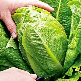 Lettuce Seeds - F1 Cosberg Sweet Success