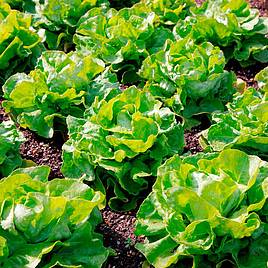 Lettuce Seeds - Unrivalled