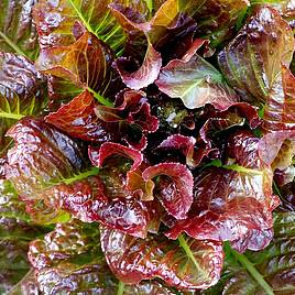 Lettuce OutREDgeous - Seeds