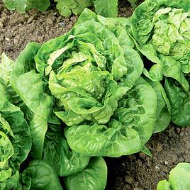 Lettuce (Organic) Seeds - Little Gem